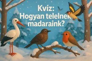 Hogyan telelnek madaraink? Felfedezés és tudáspróba
