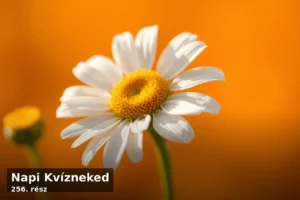 Napi Kvízneked – 256. rész