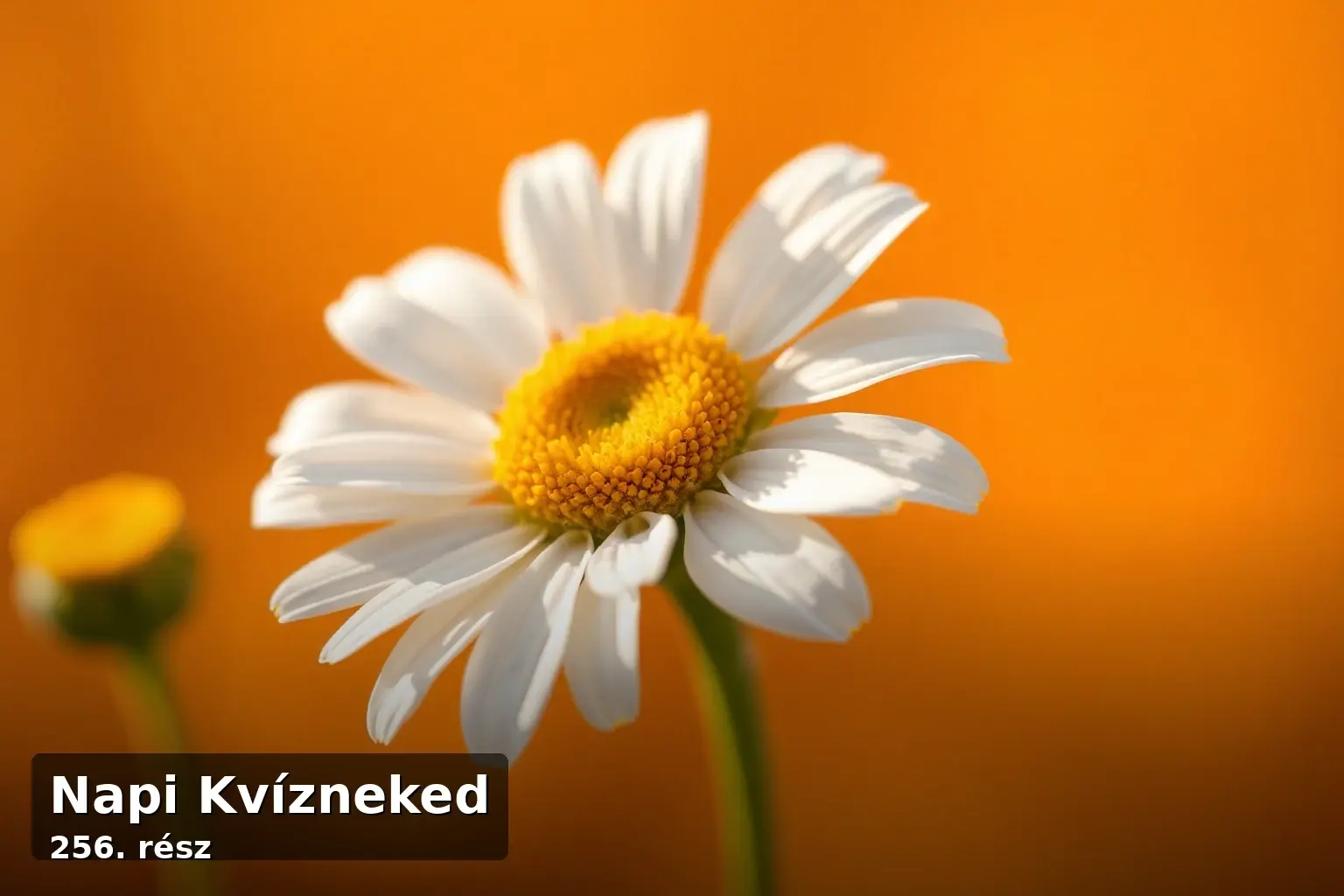 Vegyes kvíz illusztráció kamillavirággal