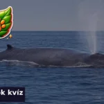 allatok kviz 1785409393330