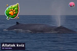Állatok kvíz