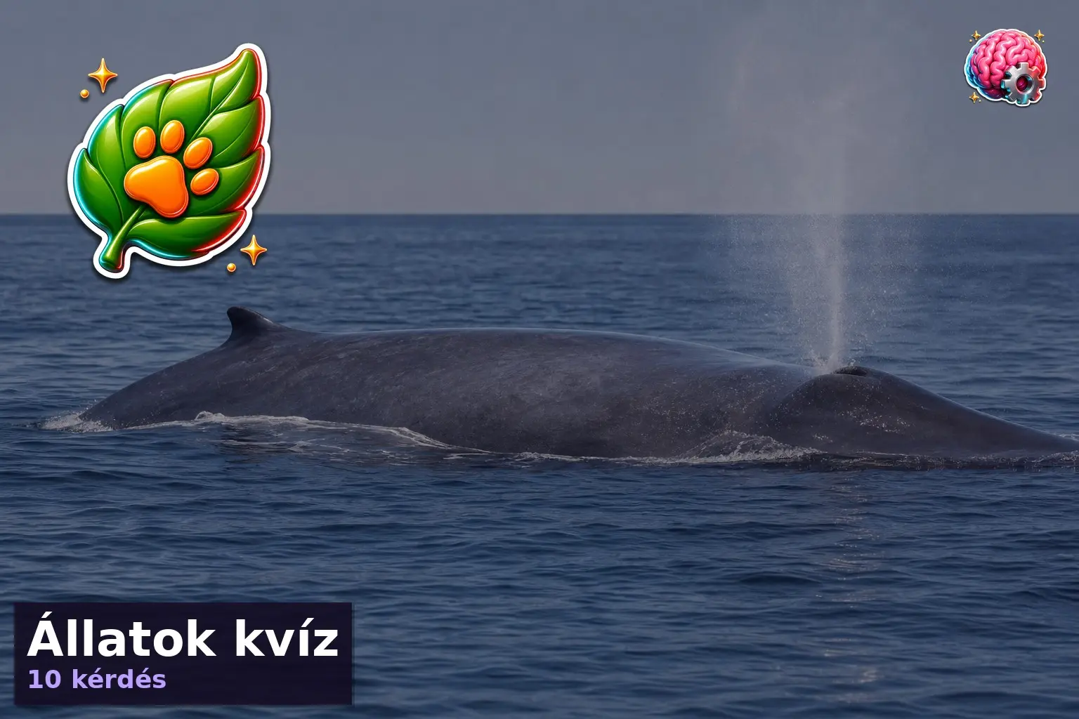 allatok kviz 1785409393330
