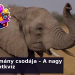 elefant kviz 1785469611195