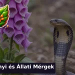 novenyi es allati mergek kviz 1784793656750