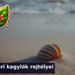 tengeri kagylok kviz 1783665767372