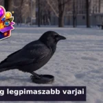 varju kviz pimasz varjak 1784621151211