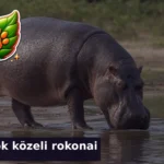 allatok kozeli rokonai kviz 1785744458330