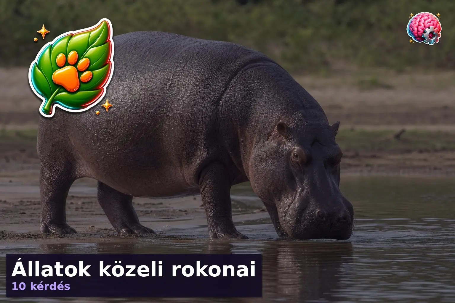 Állatok közeli rokonai 1 allatok kozeli rokonai kviz 1785744458330