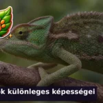allatok kulonleges kepessegei kviz 1785684337117