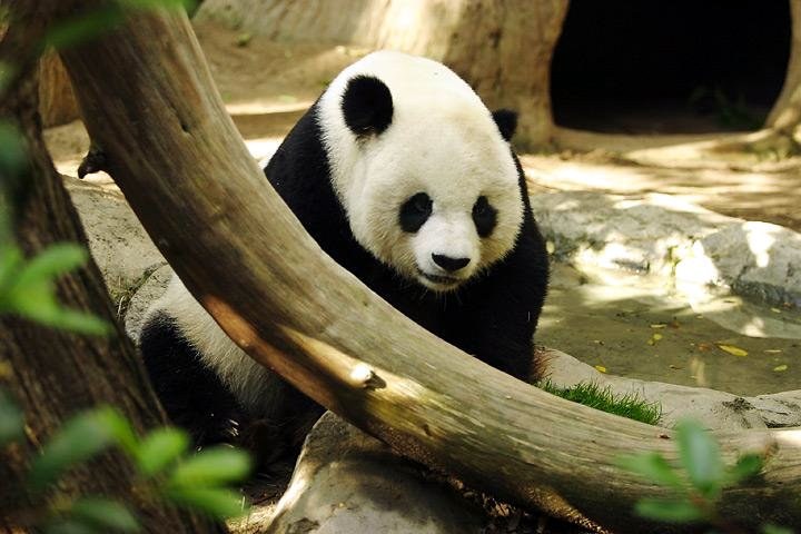 Giant panda at San Diego Zoo