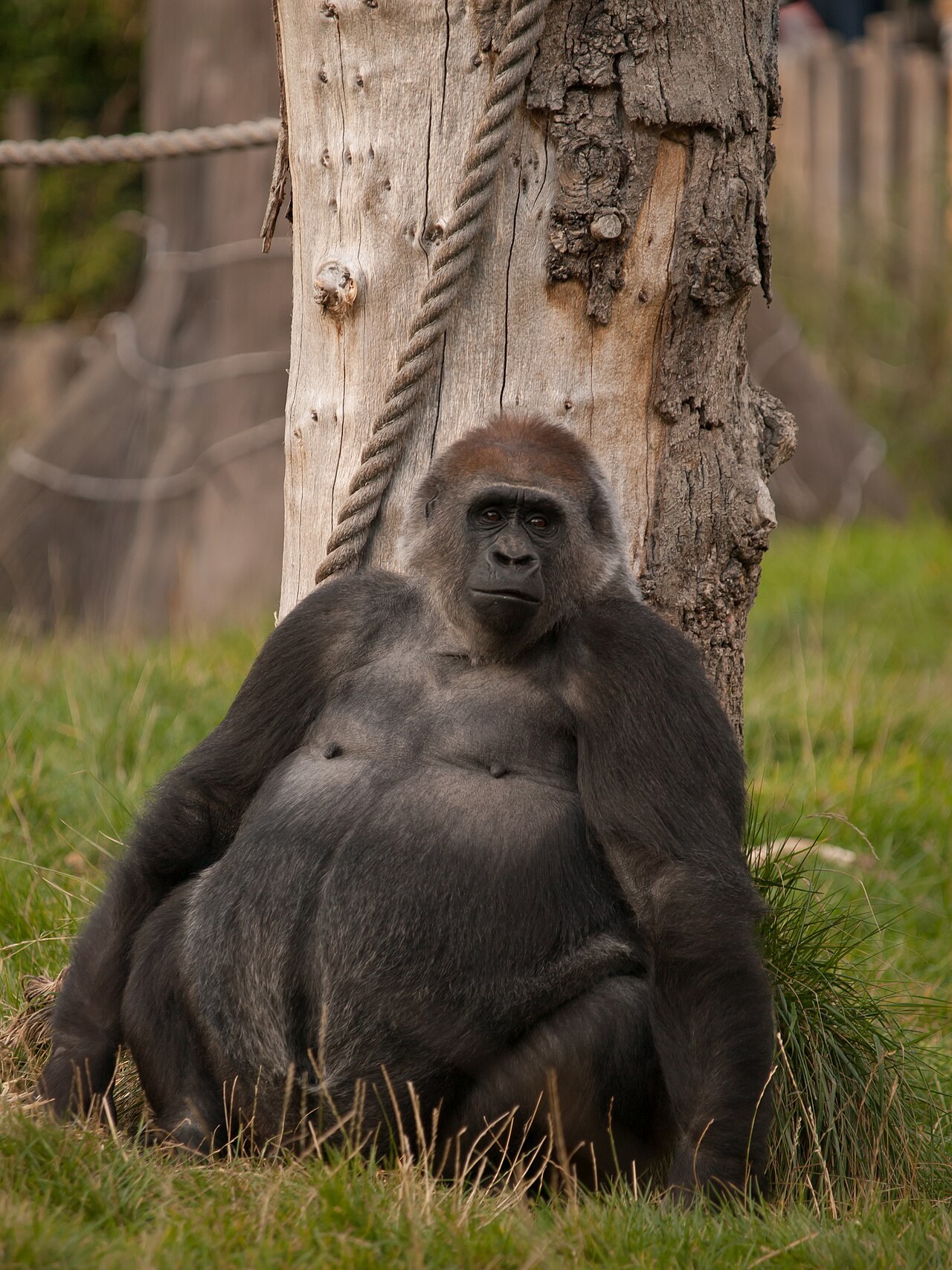 Gorilla at London Zoo