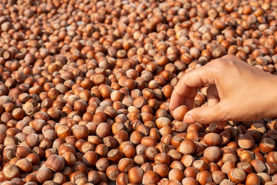 A Ferrero titkai: Mogyoró és innováció 3 Hazelnuts in Piemont region