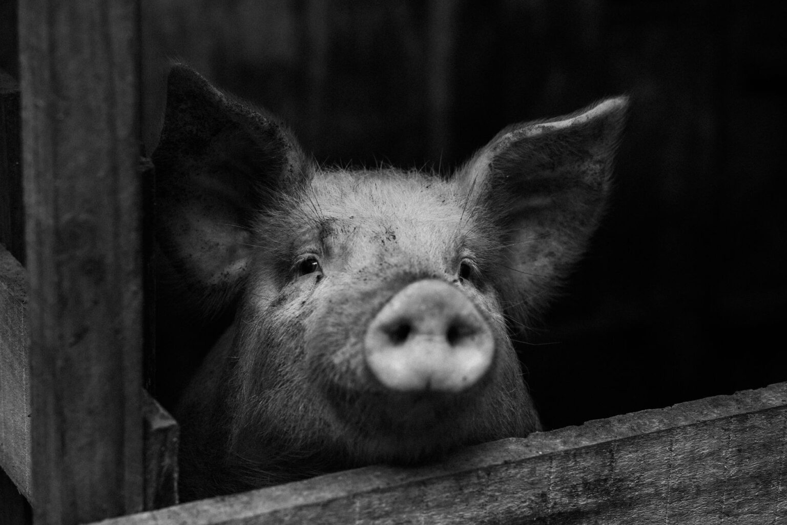 George Orwell: Állatfarm megjelenése