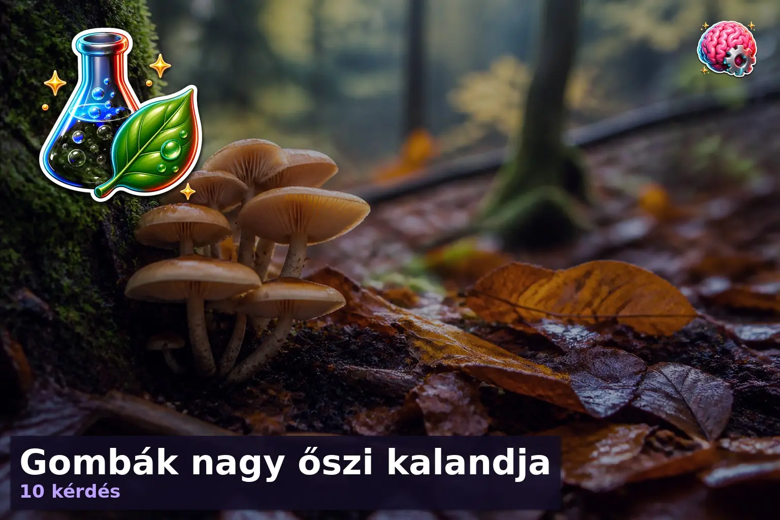 gomba kviz oszi kaland