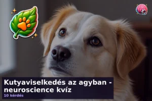 Kutyaviselkedés az agyban – neuroscience kvíz