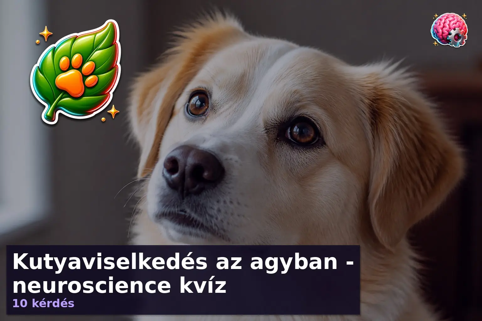 Kutyaviselkedés az agyban - neuroscience kvíz 1 kutyaviselkedes kviz agy 1788001973330