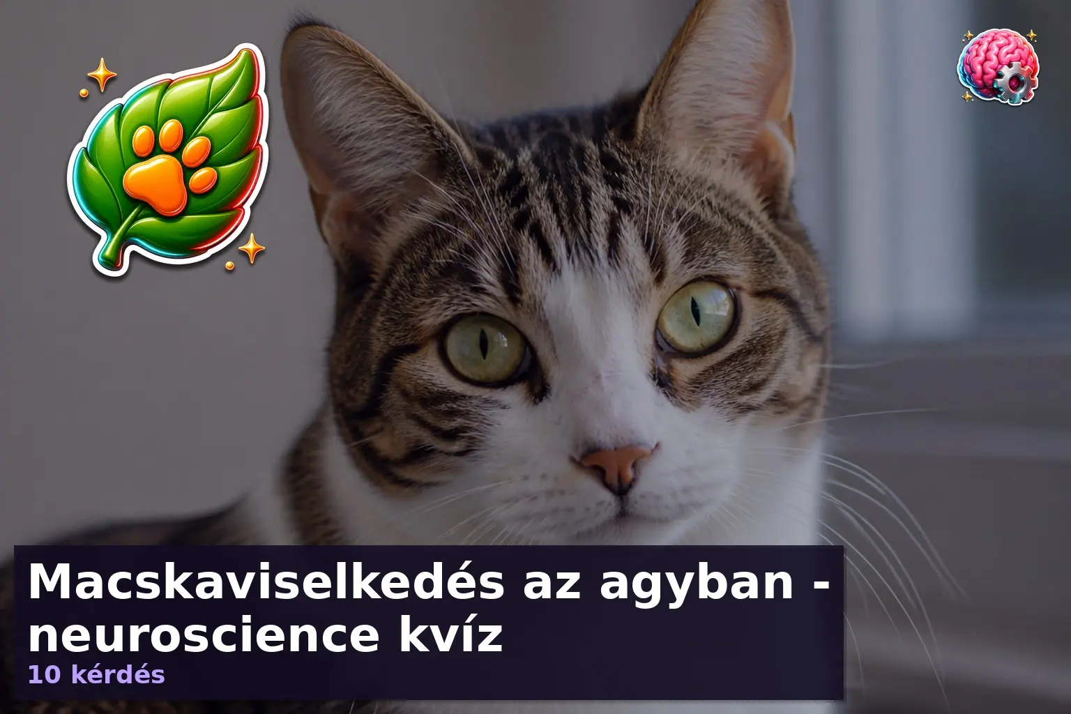 macskaviselkedes kviz agy 1788001792126