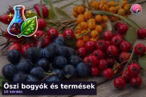 Őszi bogyók és termések