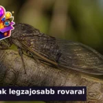rovarhangok kviz 1787239756701
