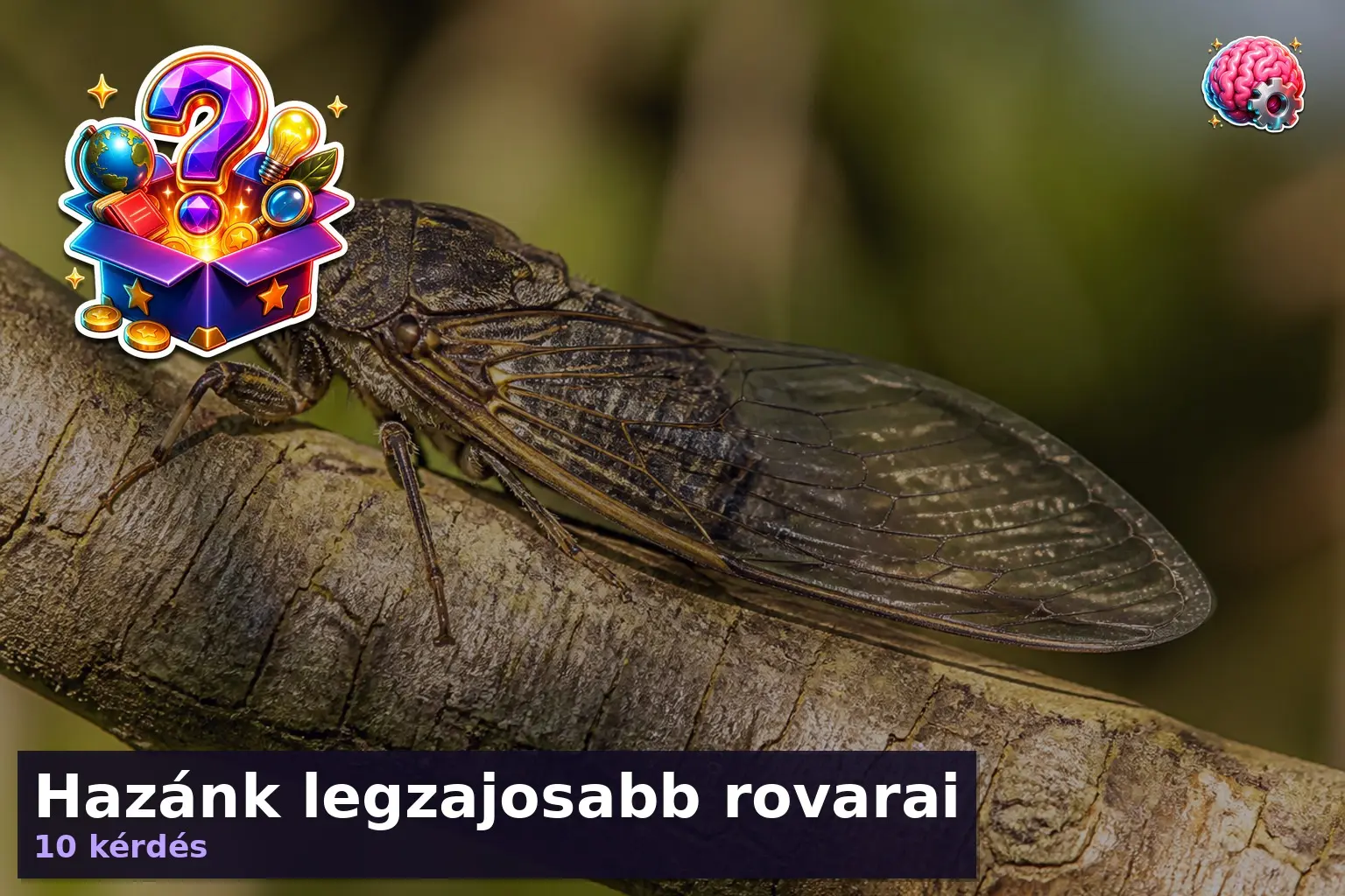 rovarhangok kviz 1787239756701