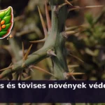 tuskes novenyek kviz 1785728242591