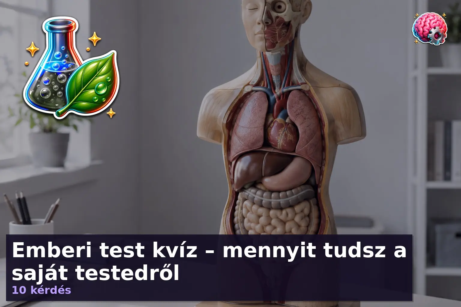 Emberi test kvíz illusztráció anatómiai modellel