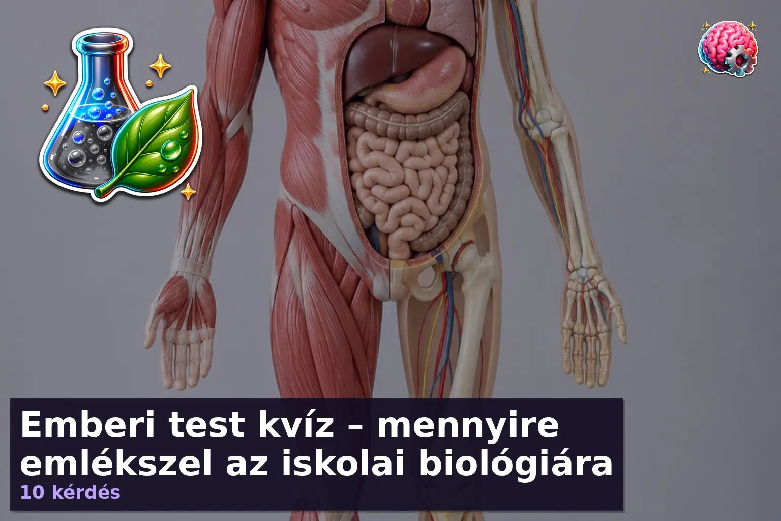 Emberi test kvíz biológia témájú anatómiai modell