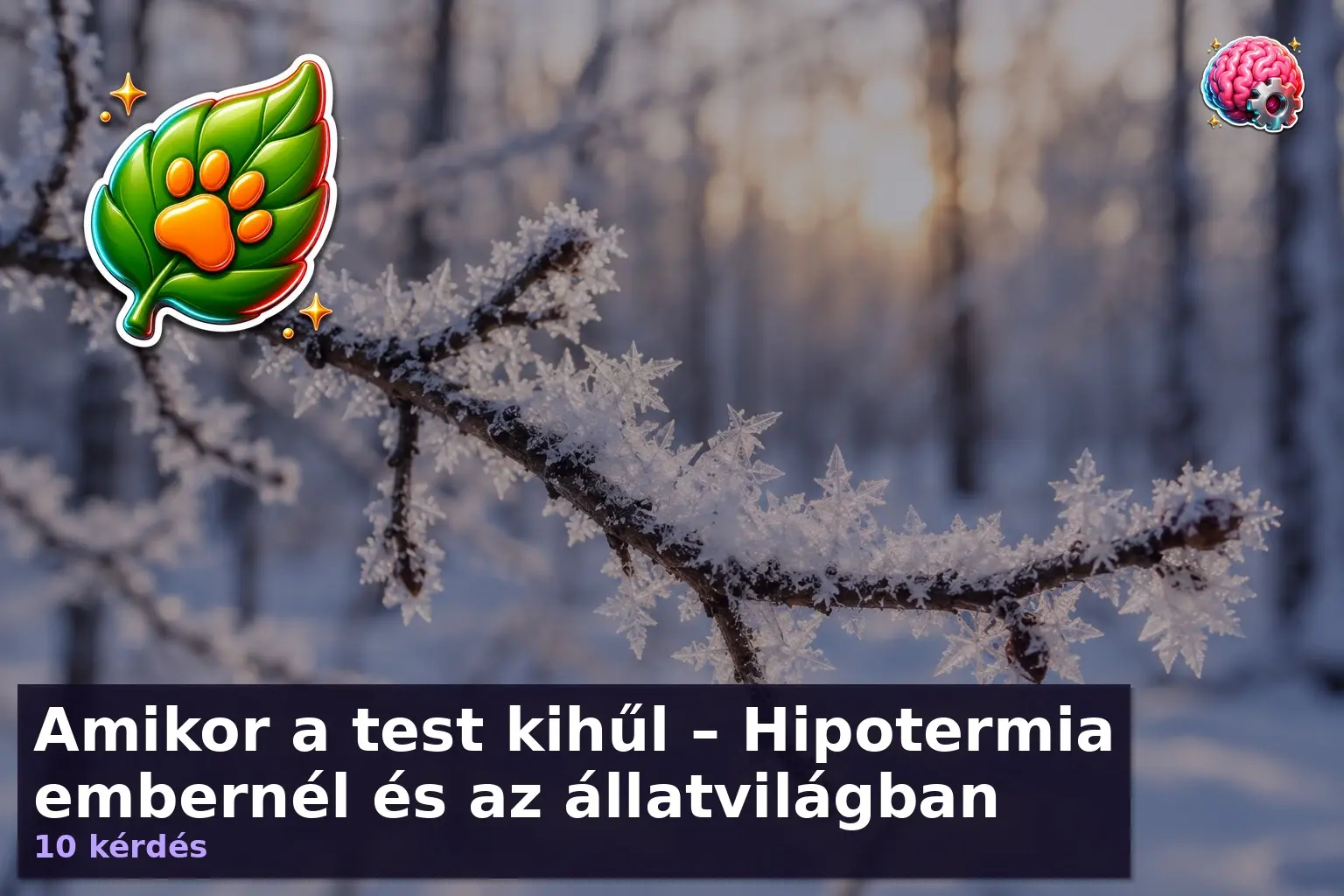 Jégkristályok faágon, hipotermia kvíz illusztráció