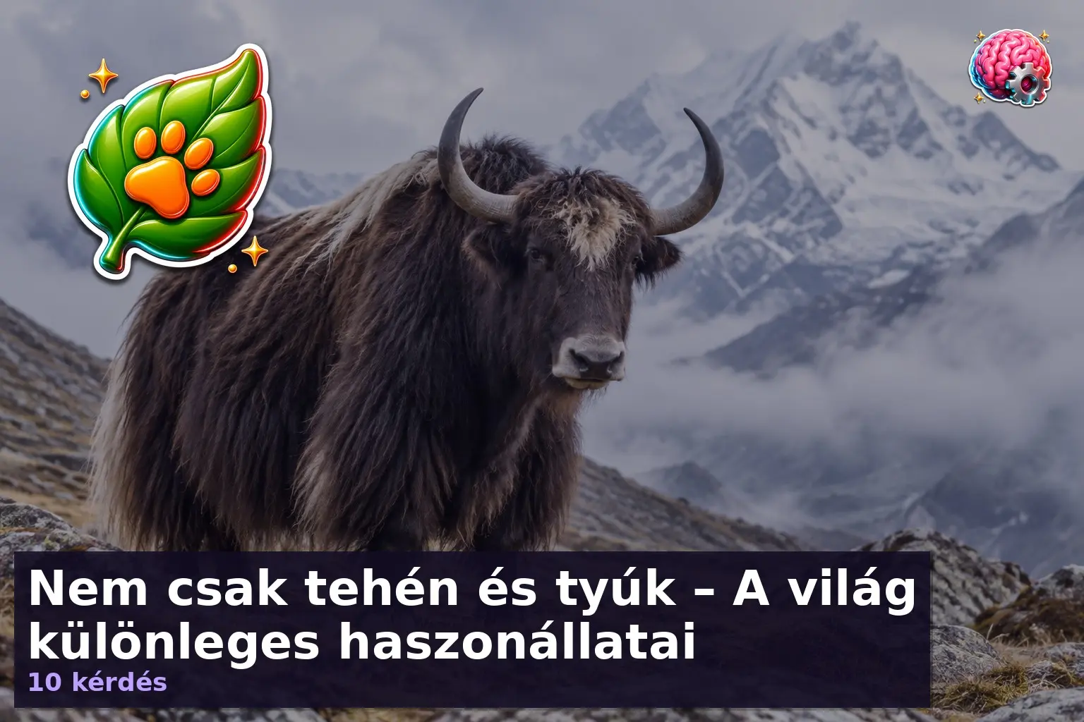 Jak a hegyi legelőn – különleges haszonállatok kvíz