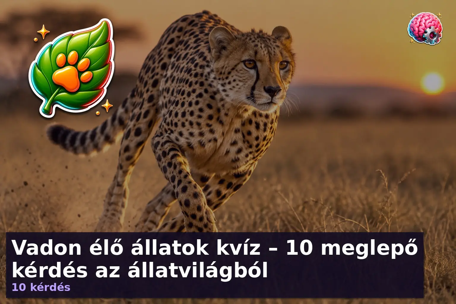 vadon elo allatok kviz 1790341817498