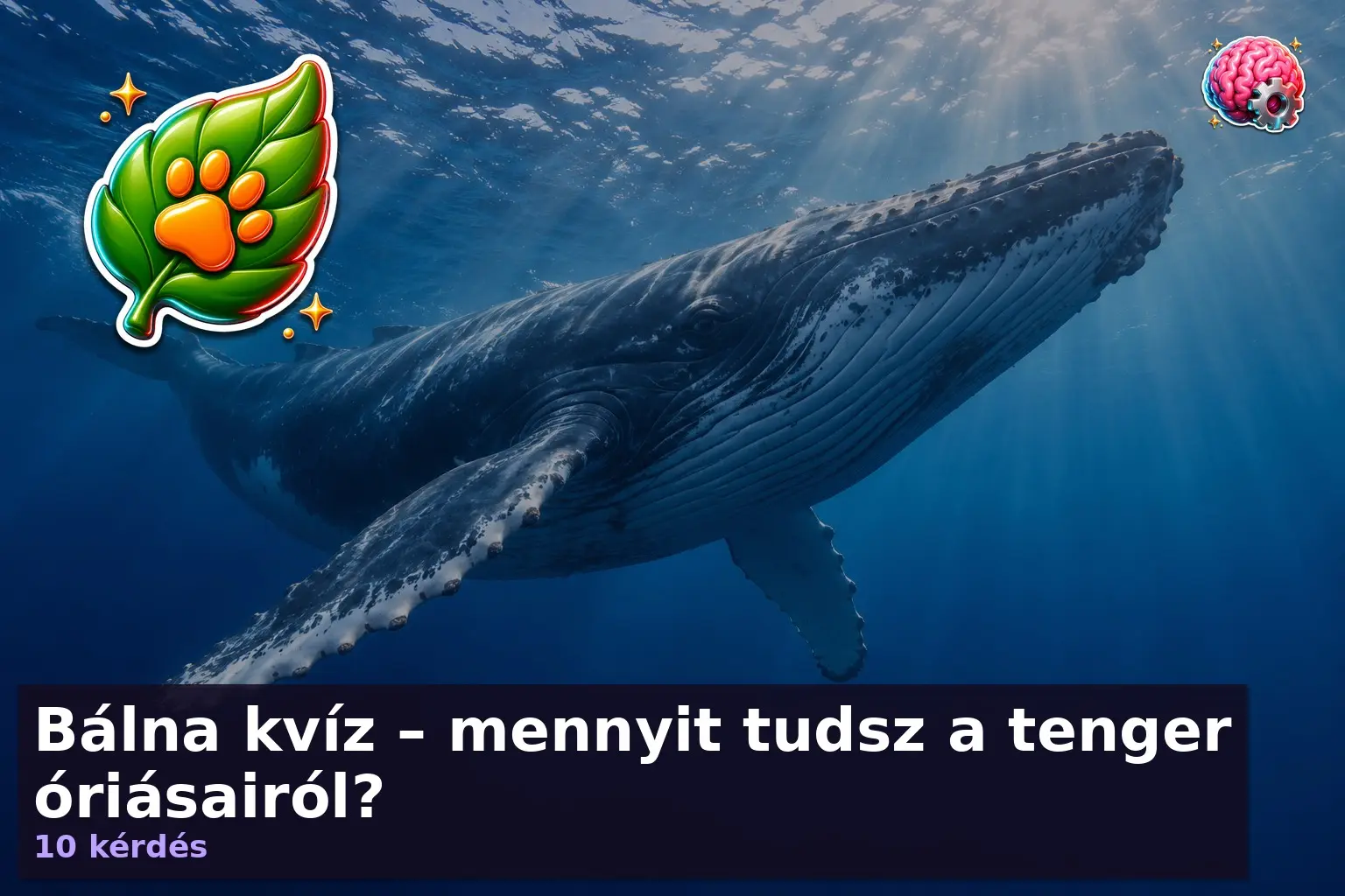 Bálna kvíz borítókép: nagytestű tengeri emlős az óceánban