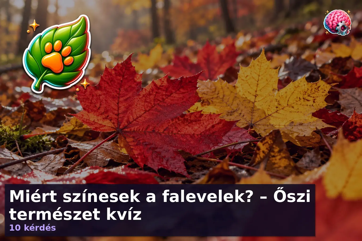 Falevelek kvíz – színes őszi levelek közelről egy erdő alján