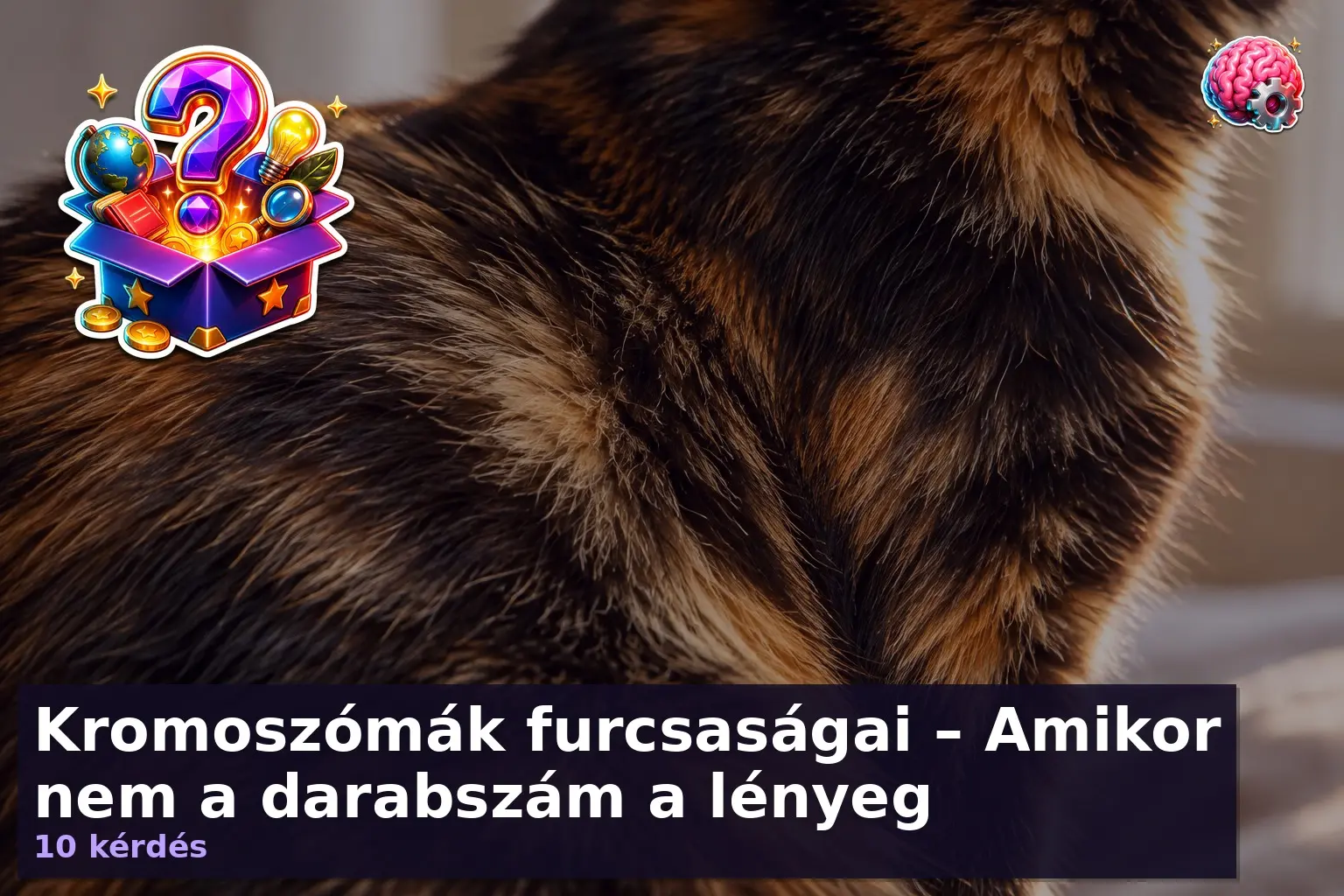 Kromoszómák furcsaságai – Amikor nem a darabszám a lényeg 5 Teknőctarka macska bundája, amely a kromoszóma kvíz egyik érdekes jelenségét illusztrálja