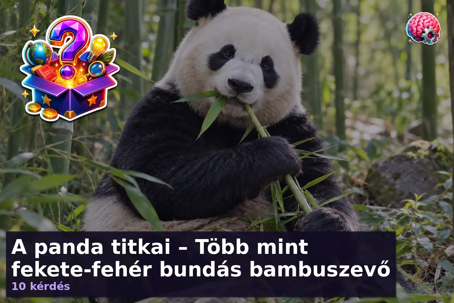 Óriáspanda bambuszt eszik – panda kvíz illusztráció